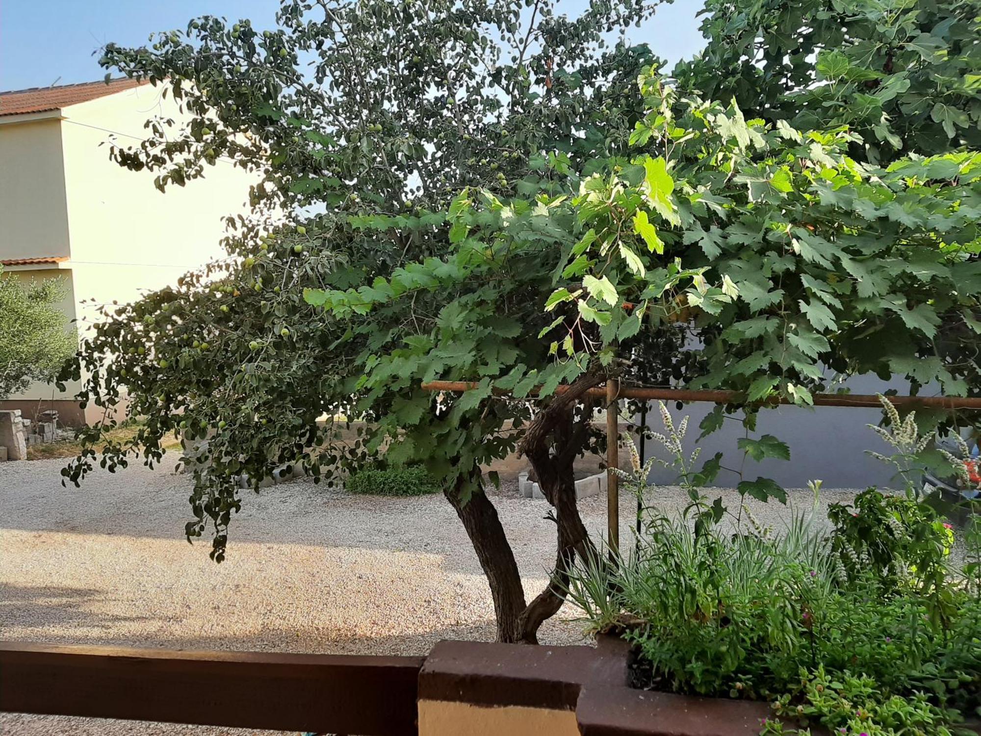 Apartmani Marija Povljana Pokoj fotografie